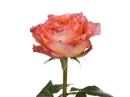 I want a free account. Rosaprima