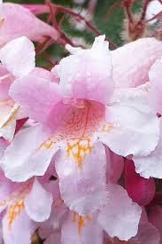 Image result for Kolkwitzia