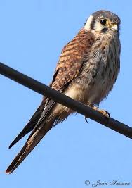 Todos los niveles 0 principiante a1 elemental a2 intermedio bajo b1 intermedio b2. Cernicalo Aves De Chile