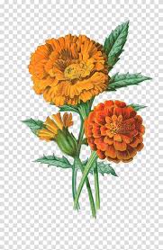 Download 1,959 orange sunflowers stock illustrations, vectors & clipart for free or amazingly low rates! Download Png Orange Flowers Png Gif Base