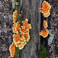 Image result for Paropsia braunii