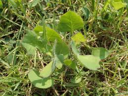 Image result for Emilia subscaposa