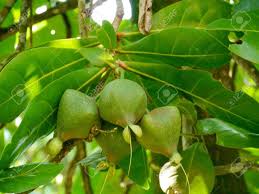The music is haunting, ethereal and cleverly used with a memorable main theme. A Sea Poison Tree Barringtonia Asiatica Tree With Fruits Stock Photo Picture And Royalty Free Image Image 17852266