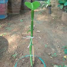 Image result for Cissus glaucophylla