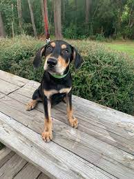 A wide range of additional services may also be offered by the halfway. Adopt Hunter On Petfinder Dog Adoption Dog Photography Dogs