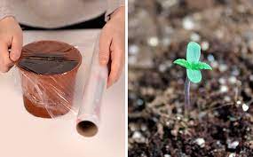 Using the stone wool block method, your seeds should germinate in one to two days. How To Germinate Marijuana Seeds Properly Updated Guide 2021 Herbies