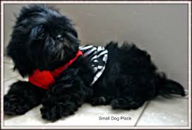 Some dogs are so adorable that you can't control yourself around them. Shih Tzu Coat Colors