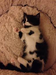 This opens in a new window. Slash Falls Asleep Mid Play Fight Munchkin Kitten Kittens Play Fighting