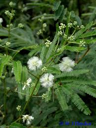 Image result for Acacia angustissima