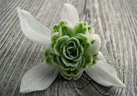 The fungus then infiltrates into the wood of oak trees and steals its vital nutrients, which help trees flourish. Pin By Marilyn A On Flowers Cool Plants Flowers Plant Fungus