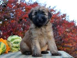 30 to 40 pounds life span: Soft Coated Wheaten Terrier Puppies For Sale Greenfield Puppies