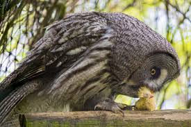 Effective july 1, 2020, all international live animal imports to australia are suspended due to a effective immediately, no cats or dogs may enter australia from malaysia. Keeping Owls As Pets Yes It S Legal Pethelpful By Fellow Animal Lovers And Experts