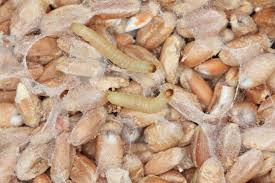 Bei jedem vierten lebensmittelbetrieb beanstanden kontrolleure verstöße gegen hygienevorschriften. Mehlmotten Mit Hausmitteln Und Co Naturlich Bekampfen