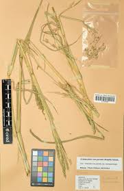 Image result for Echinochloa crus-pavonis
