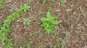 Image result for Crassocephalum picridifolium