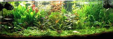 Berikut 10 jenis ikan hias kecil untuk aquarium kecil kamu ! Cara Melakukan Perawatan Aquarium Ikan Hias Yang Benar Ikan Info