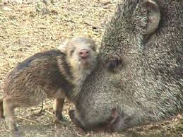 Arizona Wildlife Bats Bobcat Javelina Roadrunner Javelina Wildlife Arizona