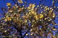 Image result for Senna singueana