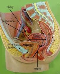 96 Anatomy 2 Lab Practical Ideas Anatomy Pixel Anatomy Models Labeled