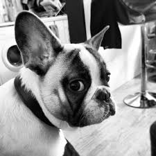 Halcid Bouledogue Francais Cute French Bulldog French Bulldog Dog Foto