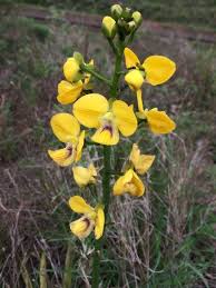 Image result for Eulophia fridericii