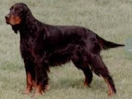 I have a litter of 9 beautiful kc registered labrador puppies for sale. Gordon Setters Champdogs