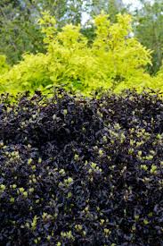 Check spelling or type a new query. Tom Thumb Plant Pittosporum Tenuifolium Hedging By Hopes Grove Nurseries