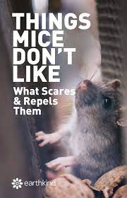 The units may only work for a short time because mice can become used to them.3 x trustworthy source university of. How To Repel Mice Natural Solutions Things Mice Hate