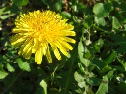 たんぽぽ茶の効果効能とは 母乳や妊活 冷え性への効果と口コミを調査 お食事ウェブマガジン グルメノート