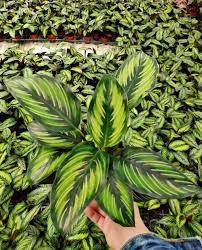 Image result for Maranta arundinacea