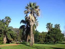Habían pasado diez días desde que perón echó a los montoneros de la plaza de mayo. Parque Padre Carlos Mugica Saavedra Buenos Aires