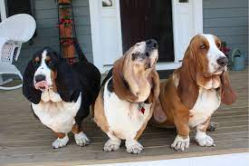 Puppies are mostly white and brown with a touch of black in a few of them.… Carolina Basset Hound Rescue Rescue Spotlight Lowcountry Dog