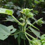 Image result for Hibiscus physaloides