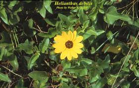 Image result for Helianthus debilis