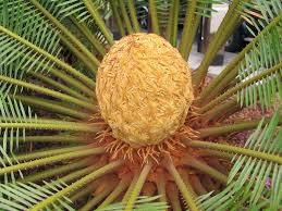 Image result for Macrozamia communis