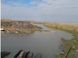 Image result for Craterosiphon quarrei