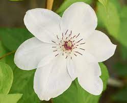 Awarded the 'award of garden merit' by the rhs in 1993. Waldrebe Miss Bateman Clematis Hybriden Miss Bateman Gunstig Online Kaufen