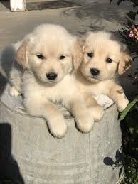 Have your pup obedience trained before she arrives home. Golden Retriever Breeders In Utah Sierra Golden Retrievers