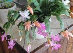 Affected stems may drop off. Can You Pot 2 Different Thanksgiving Cactus In Same Pot