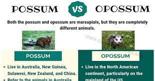 It mainly lives in the us. Possum Vs Opossum Basic Difference Between Opossum Vs Possum Confused Words