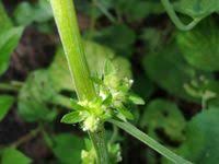 Image result for Acalypha brachystachya