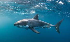 We would like to show you a description here but the site won't allow us. Remarkable South Australian Surfer With Serious Shark Bite Injuries Swims To Shore And Walks 300m Sharks The Guardian