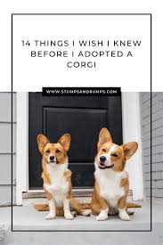 Check spelling or type a new query. Facts Every Corgi Owner Should Know Stumps Rumps Welsh Corgi Puppies Corgi Owner Corgi Breeds
