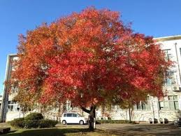 Image result for Sapium