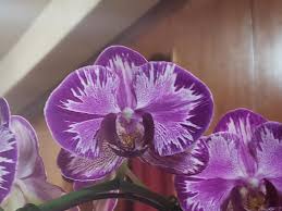 Phalaenopsis memoria val rettig peloric. Orchids Forum Phalaenopsis Orchid Type Garden Org