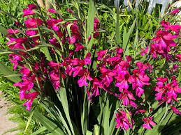 Image result for Gladiolus pretoriensis