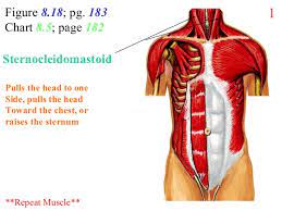 There are three muscles that lie in the pectoral region and exert a force on the upper limb. 2 Chest Abdomen