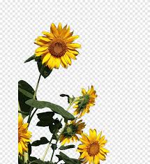 .matahari bunga matahari yang dilukis dengan tangan png transparan gambar clipart dan file psd untuk unduh gratis terbaru 30 gambar bunga kartun gambar kartun bunga matahari clipart. Bunga Matahari Cerah Fotografi Bunga Matahari Tanaman Kelopak Bunga Png Pngegg