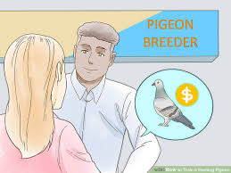 expert advice on how to train a homing pigeon wikihow