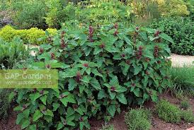 Image result for Chenopodium giganteum
